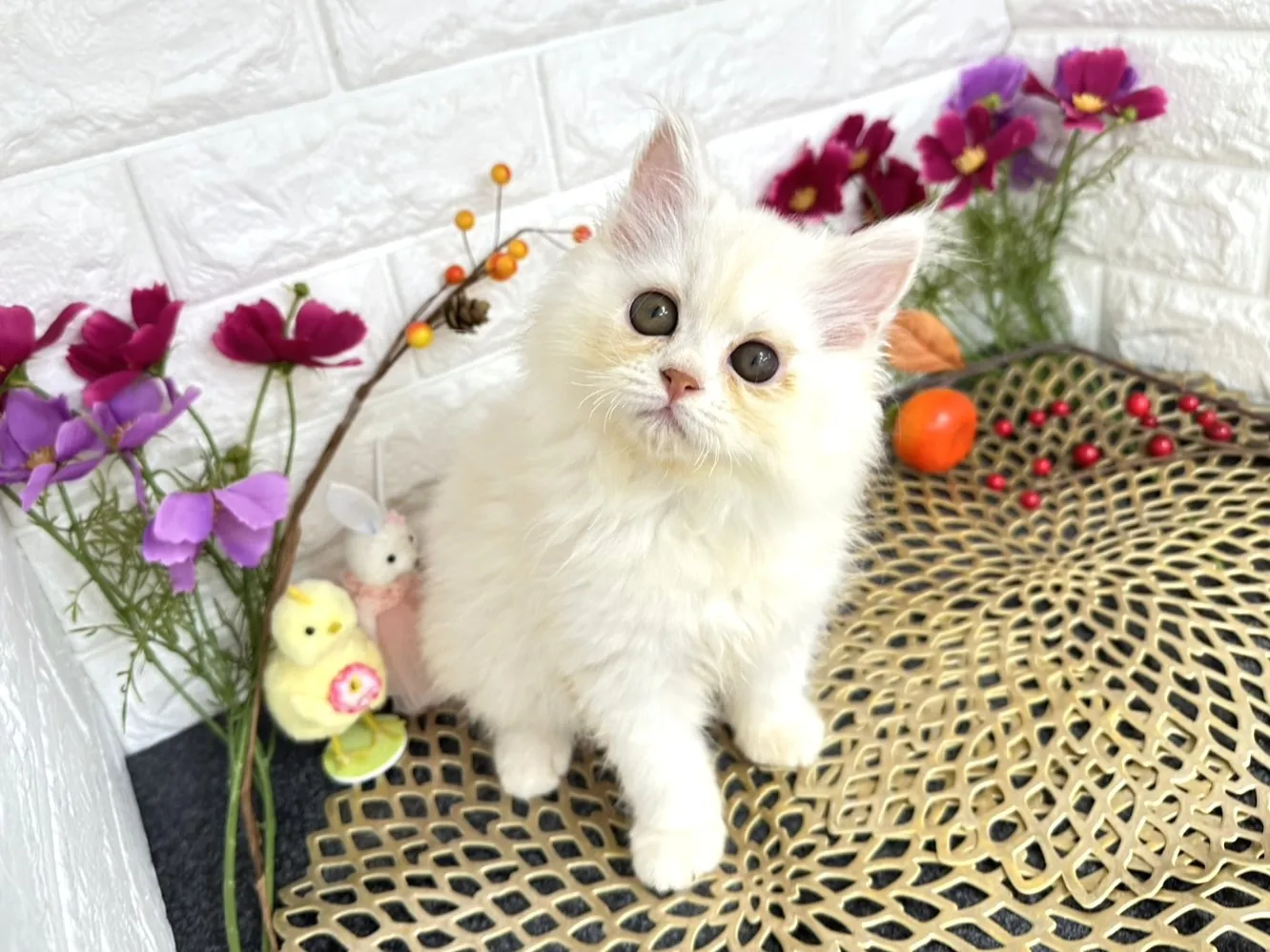 ★ミヌエット（足長）★オス★ No.3201