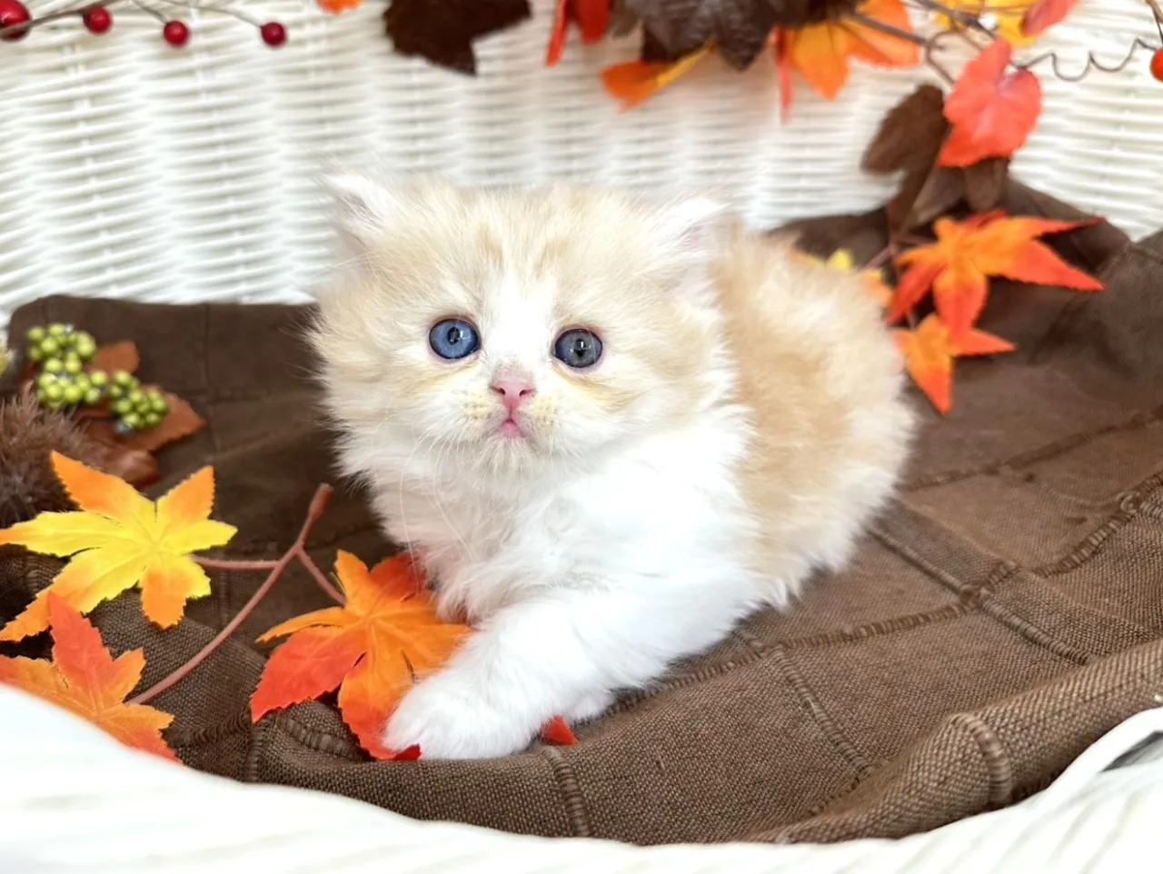 ★ミヌエット（足長）★オス★ No.3221