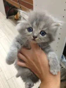 💕これからご紹介予定の子猫ちゃん達です💕