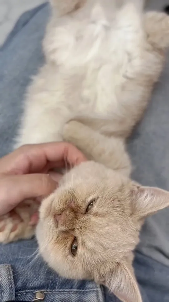 とろとろにとろけたにゃんこはいかがでしょう？🥺‪‪🫶🏻️💕︎