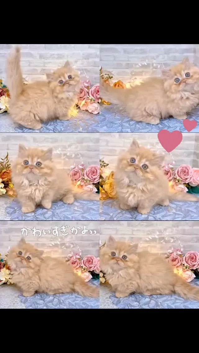 🎀現在ご紹介中のミヌエットの女の子🎀