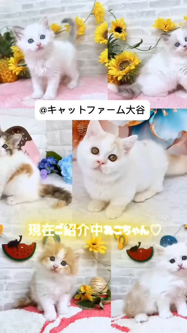 現在ご紹介中のにゃんこちゃんたちです🐱❤️