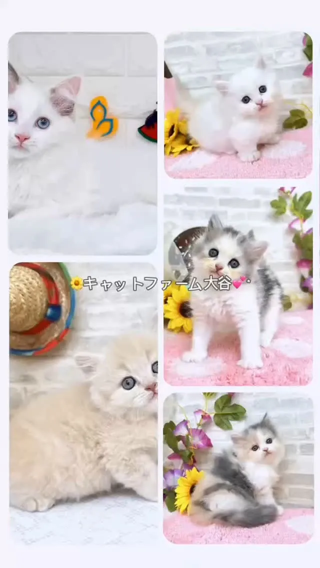 現在ご紹介中のにゃんこ達です🐱❤️🐱
