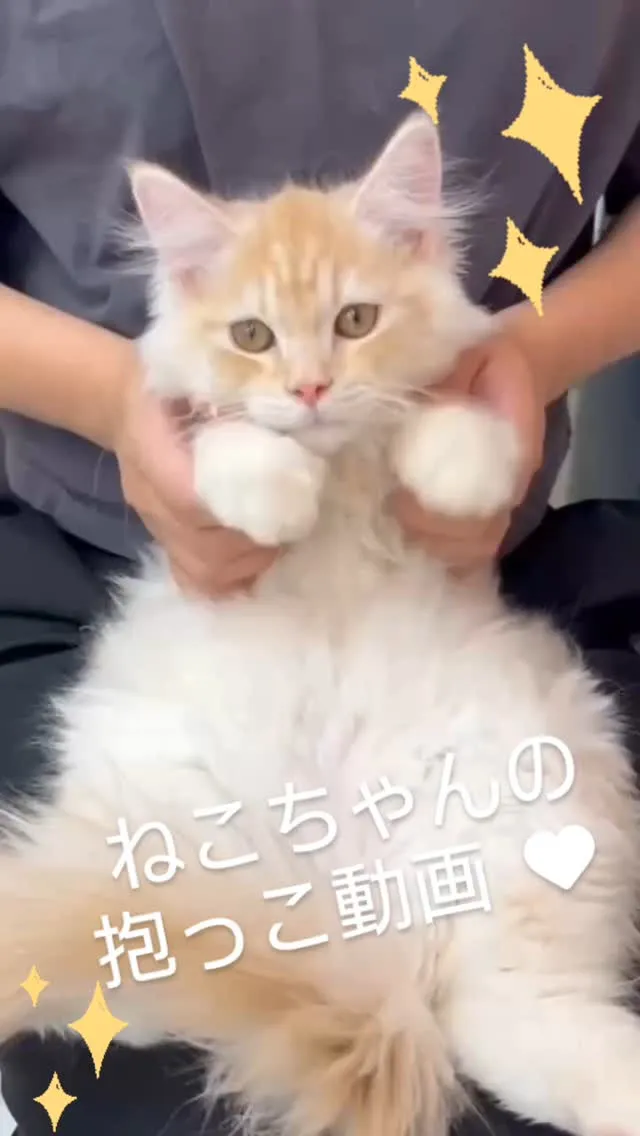 🐱💖【猫ちゃんが喜ぶ抱っこ講座】💖🐱