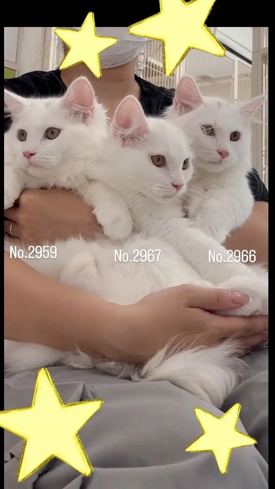 こんなしあわせすぎる抱っこも、