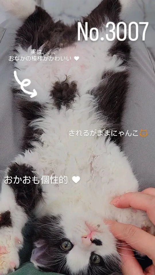 現在ご紹介中のおにぎり柄サイベリアン♂️🍙 